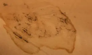 Macchie scure di muffa su tenda di lino color sabbia. Scopri come togliere la muffa dalle tende di lino per farle tornare come nuove.